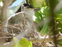 Tyrannus caudifasciatus taylori