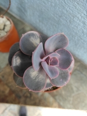 Kalanchoe fedtschenkoi