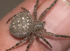 Pararaneus cyrtoscapus