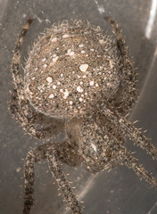 Pararaneus cyrtoscapus