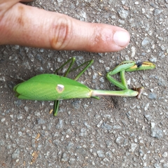 Stagmatoptera praecaria