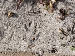 Herpestes pulverulentus