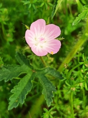 Malva setigera