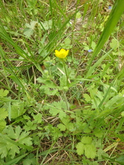Ranunculus oxyspermus