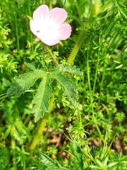 Malva setigera