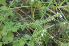 Endostemon obtusifolius