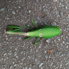 Stagmatoptera praecaria
