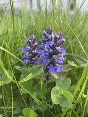 Ajuga genevensis