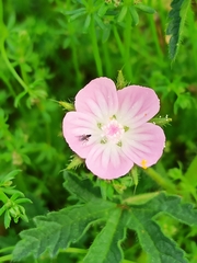 Malva setigera