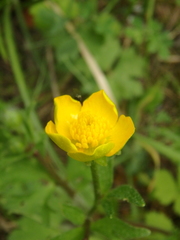 Ranunculus oxyspermus