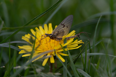 Ephemera vulgata
