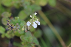 Endostemon obtusifolius