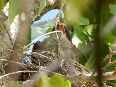 Tyrannus caudifasciatus taylori