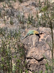 Crotaphytus collaris