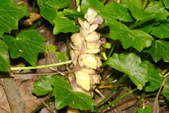 Lathraea squamaria