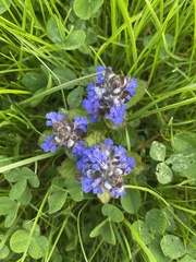 Ajuga genevensis
