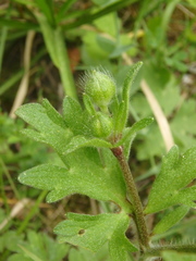 Ranunculus oxyspermus