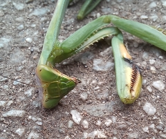 Stagmatoptera praecaria