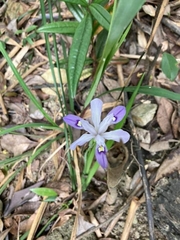 Iris speculatrix