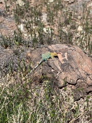 Crotaphytus collaris