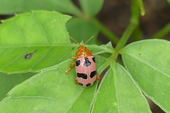 Podontia affinis