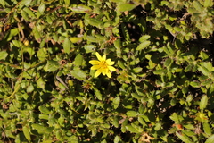 Cullumia aculeata