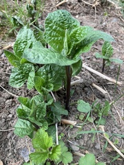 Alkekengi officinarum