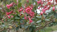 Escallonia rubra macrantha