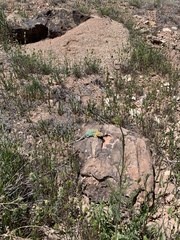 Crotaphytus collaris