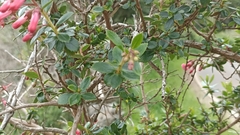 Escallonia rubra macrantha