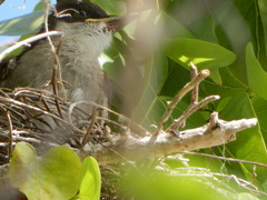Tyrannus caudifasciatus taylori