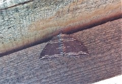 Anticlea multiferata