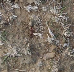 Anoplolepis custodiens