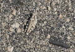 Heliastus sumichrasti