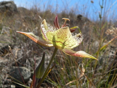 Calochortus tiburonensis