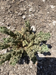 Phacelia integrifolia