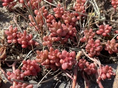Sedum album