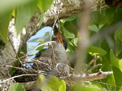 Tyrannus caudifasciatus taylori