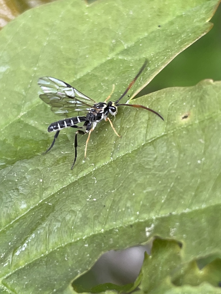 Euceros pruinosus
