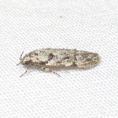 Coleotechnites australis