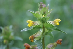 Rhinanthus minor