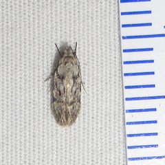 Coleotechnites australis