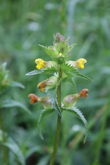 Rhinanthus minor