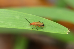 Mimopolemius atrocinctus