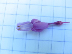 Odontonema callistachyum