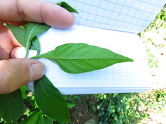 Odontonema callistachyum