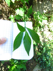 Odontonema callistachyum