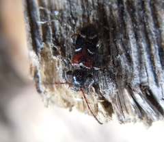 Phymatodes alni