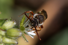 Nomada