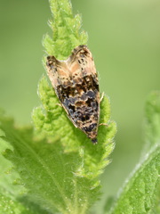 Endothenia marginana
